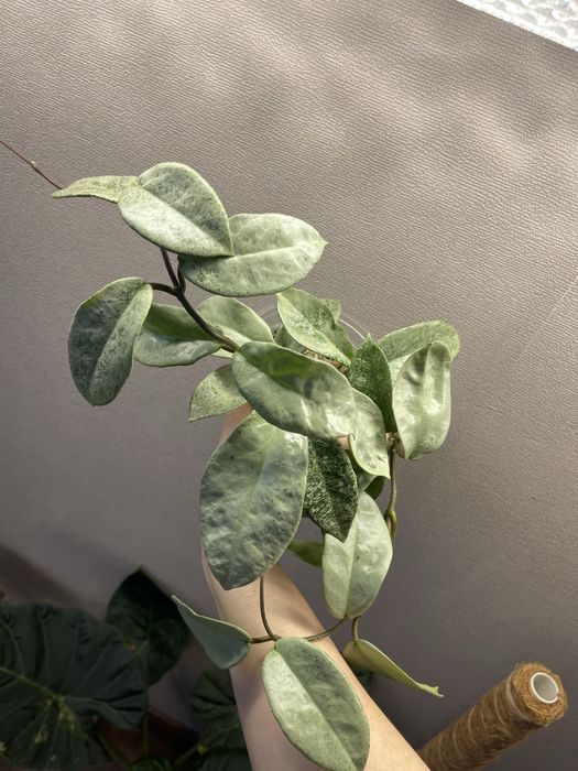 Хоя карноза нова гост