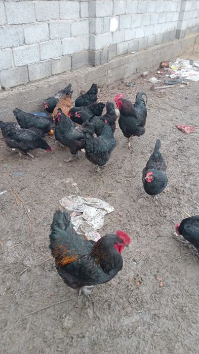 Инкубаторные яйца