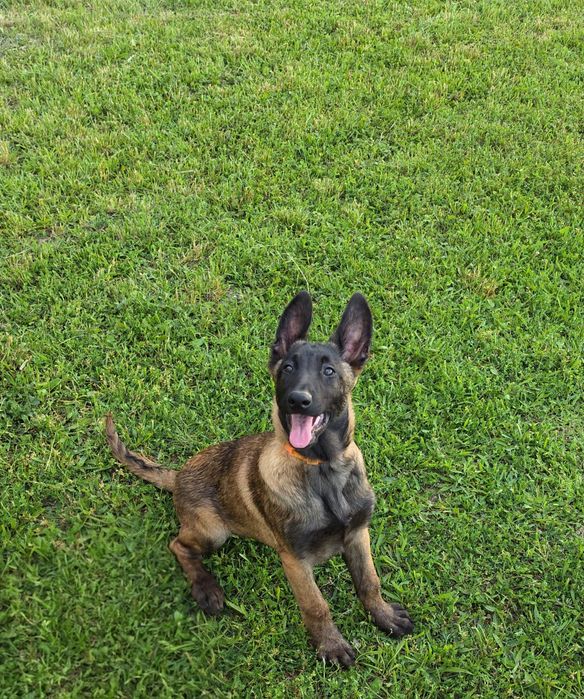 Ciobănesc belgian malinois
