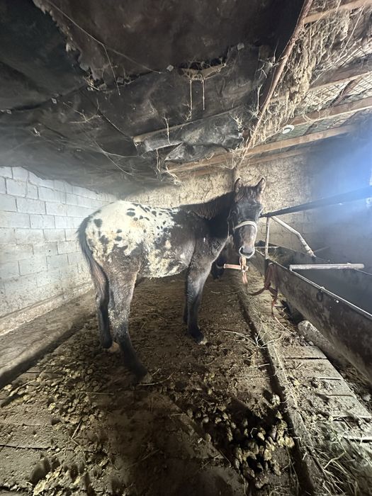 Байшубар Жабағы еркек