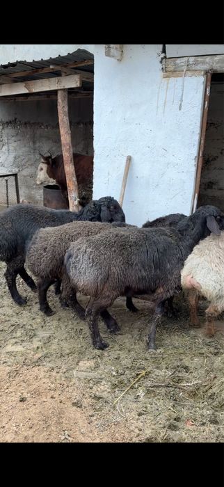 Гиссар қошқар 3шт