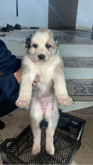 Алабай сатылады бағасы келісеміз