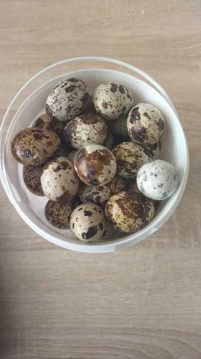 Vand oua de prepelita