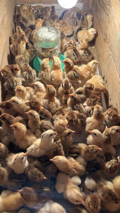 Кучин балапандары сатылады