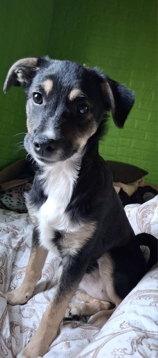 Подарявам женско кученце