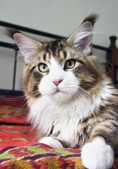 Чудесная девочка Mainemarie Aviva