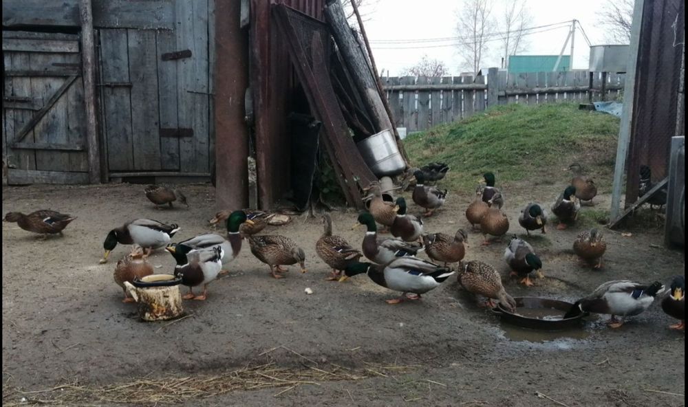 Продам уток подсадных