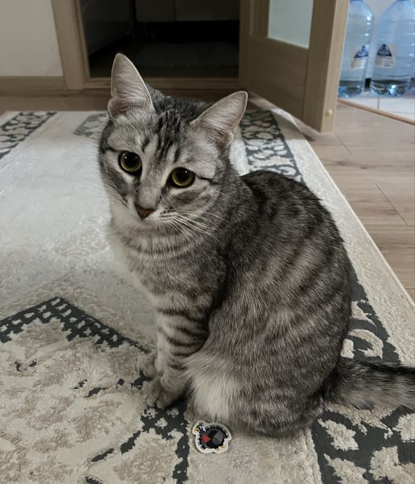 Кошка в добрые руки