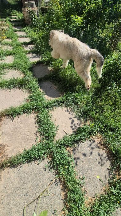 Ofer cățelușă sterilizata spre adopție!