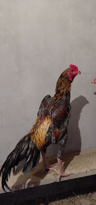 Шамо микс қораз сатылады