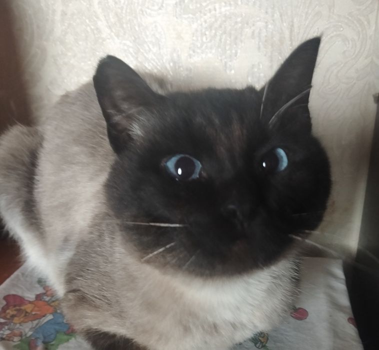 Найдена кошечка в районе Химгородков