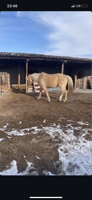 ат сатамын 600.000тг