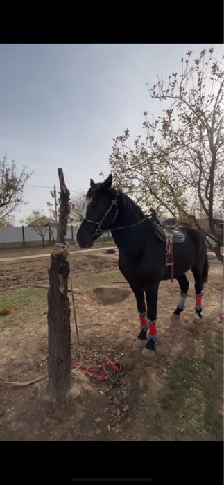 Айгыр сатылады!