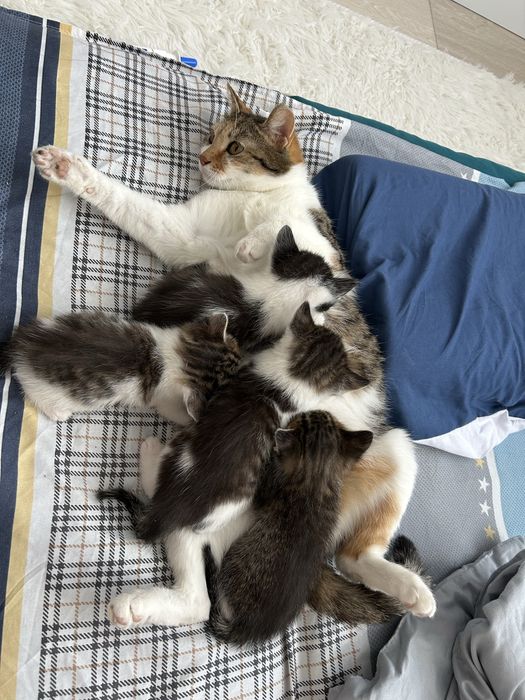 Отдам даром котят