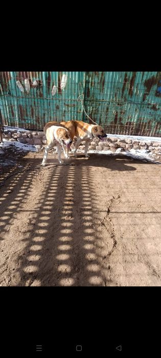 Таза қанды алабай күшіктері.