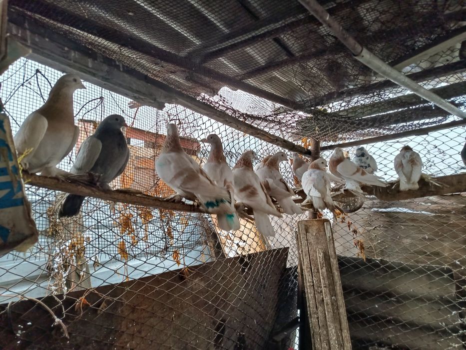 Продам голубей тасманы