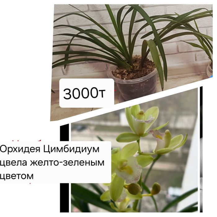 Цветы комнатные недорого