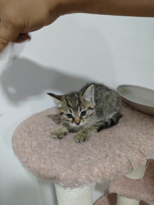 Отдаю домашнего котенка в добрые руки