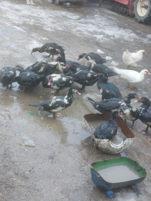 30 de rate mute tinere disponibile