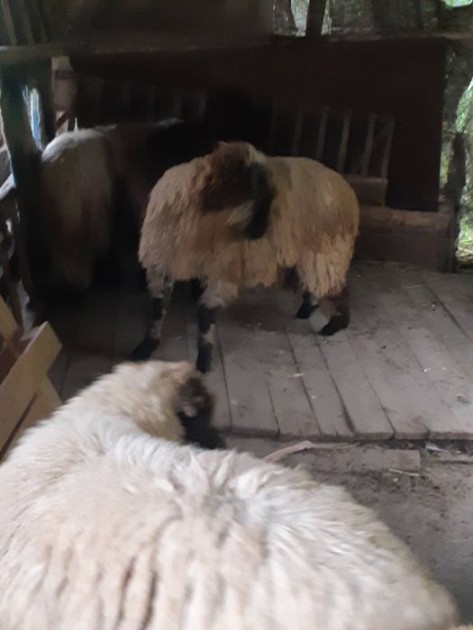 Miei de vânzare.