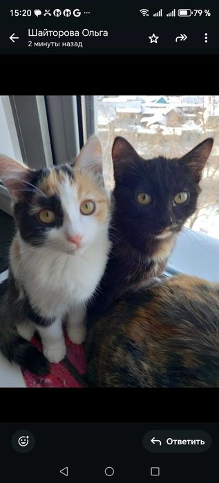 Котятки в добрые руки