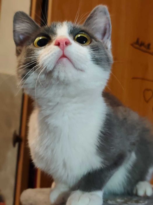 Котёнок девочка возраст 4 месяца ищет дом