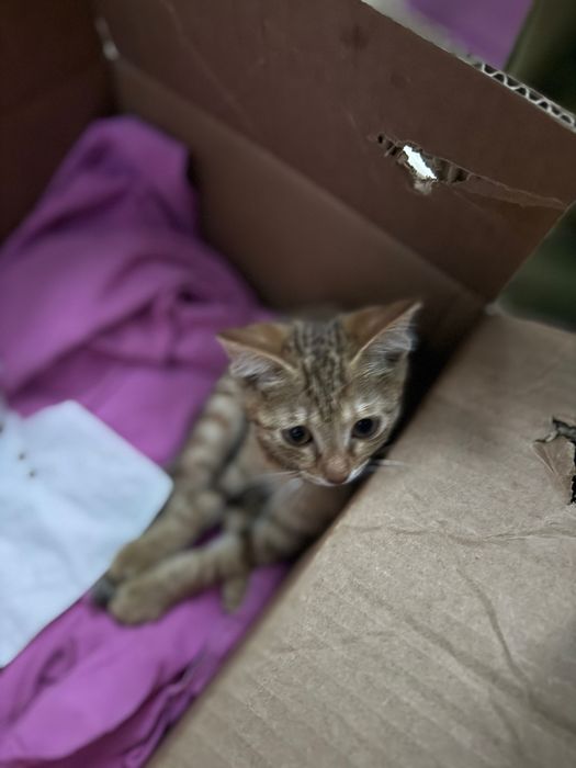 Котенок в добрые руки