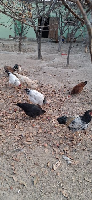 Казакы тауык,  адлер