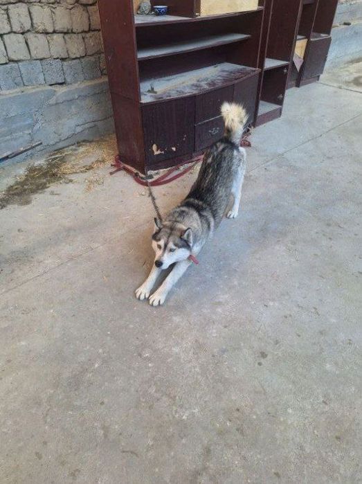 Хаски сотилади 8 ойлик акили ит