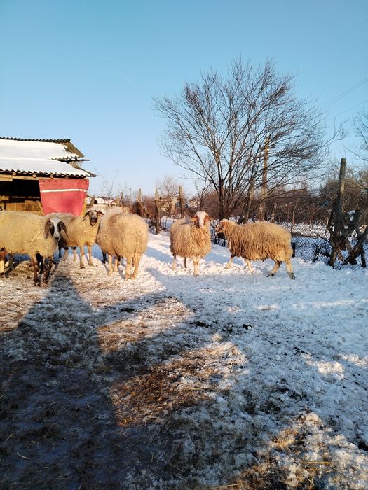 Vând oii de rasă