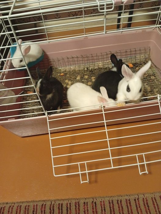 Продаются кролики