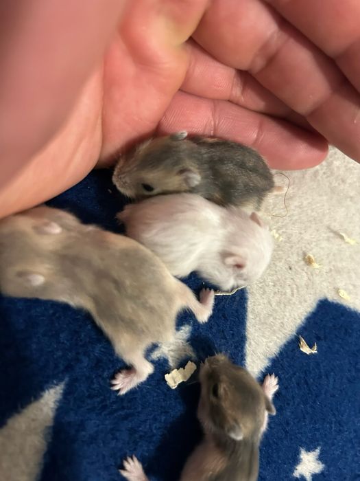 Vand hamsteri pitici