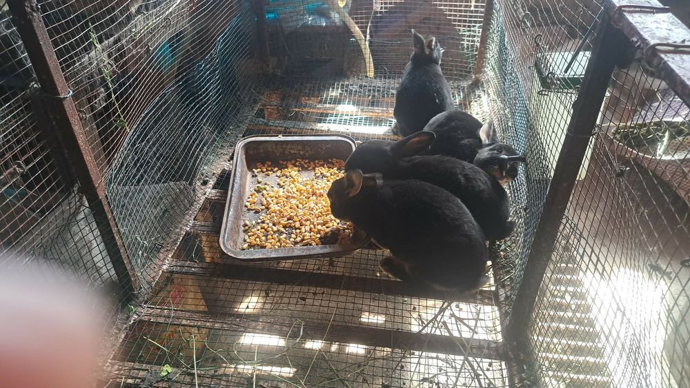 Iepuri rex rasa pura