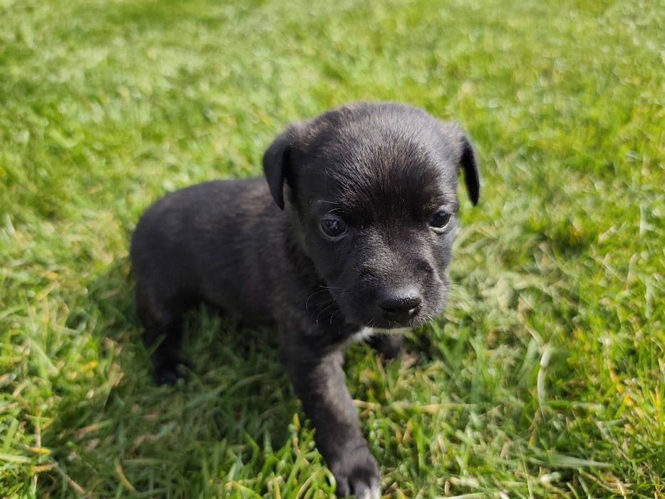 Подарявам кученца