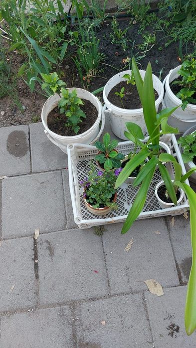 Цветы  разный домашние