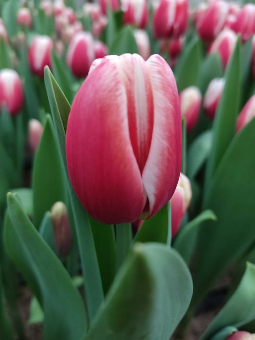 Продам тюльпаны к 8 марту