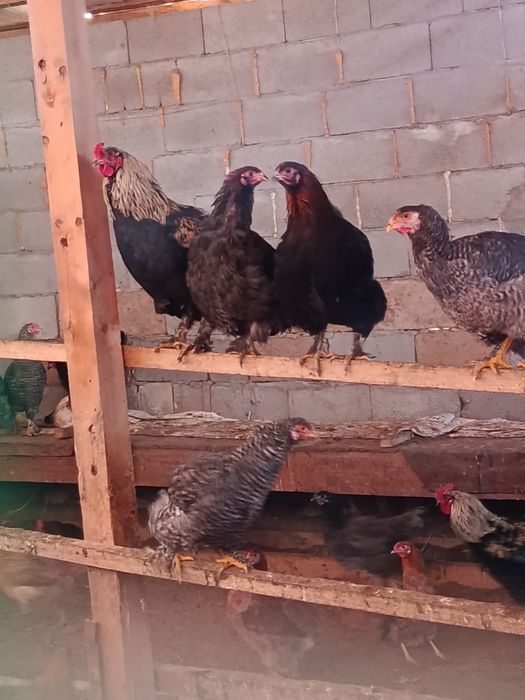 Продам курей разных пород