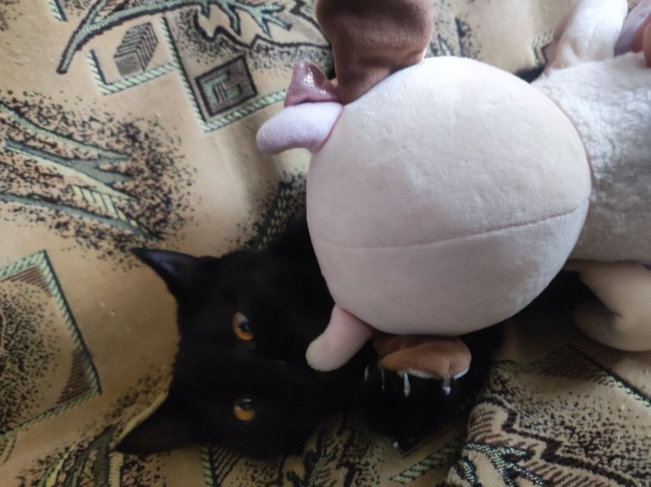 Котёнок кошечка 4,5 месяца