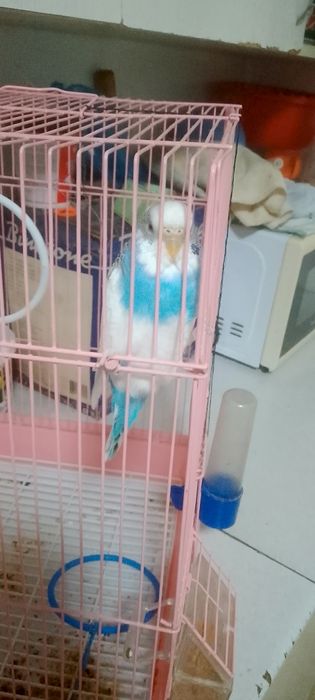 Попугай Вольнистый  девочка