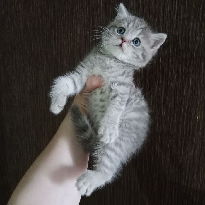Роскошные девочки Скоттиш фолд Страйт