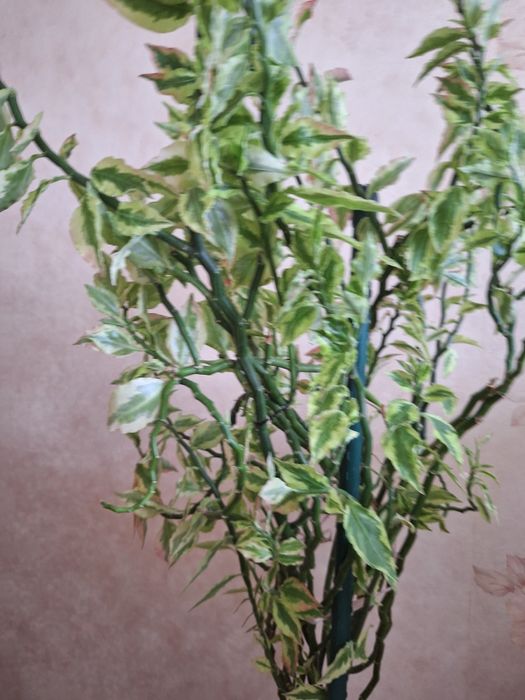 Педилантус или хребет дракона