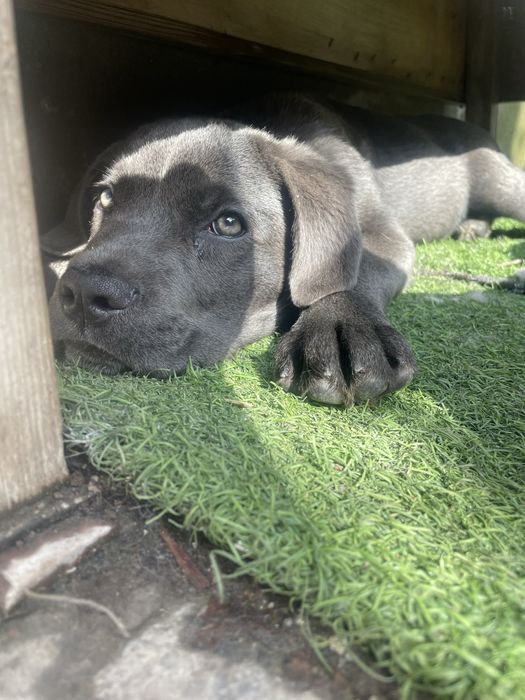 Продаются щенки Кане корсо