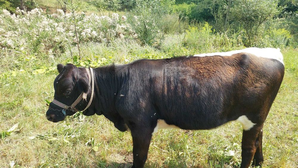 Vand vitica angus