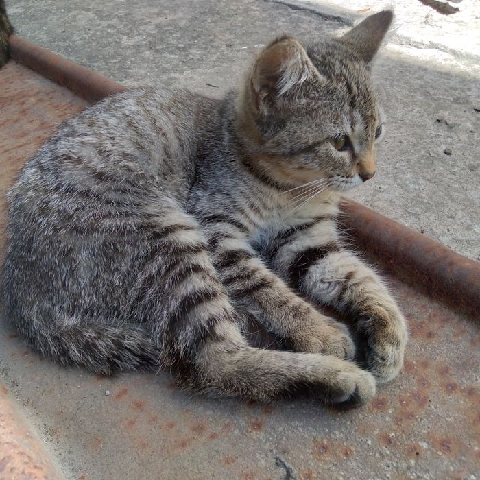 Котенок в добрые руки (мальчик)