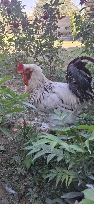 Brama 1 ta horoz 3 ta tovuq