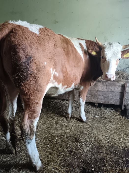 Junca bălțată ro de 1 an și 6 luni gestantă in 2 luni