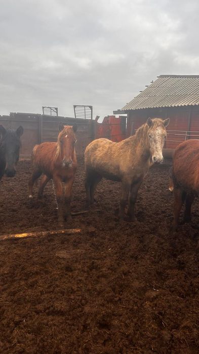 Продам согым ...