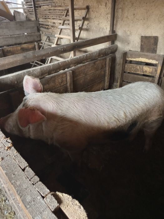 Продам хряк на племя.