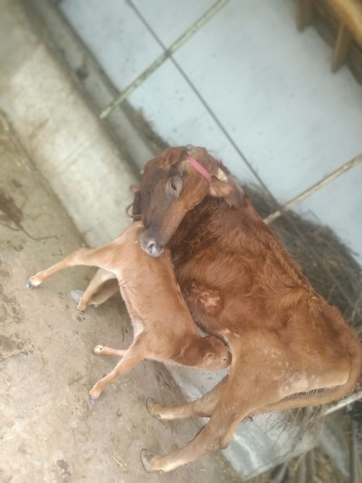 Ena bola mol sotiladi