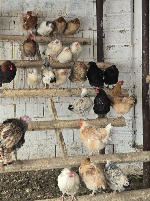 Тауықтар сатылады